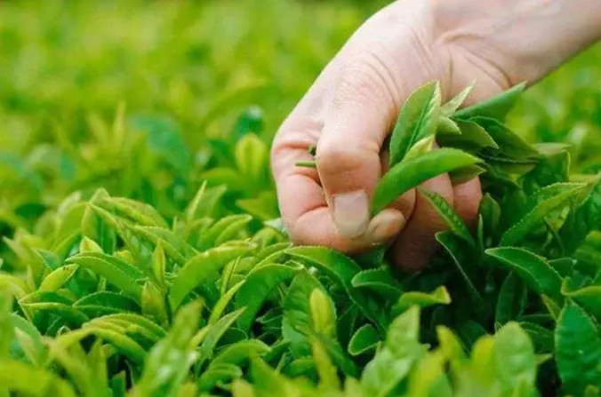化肥、有機(jī)肥和生物菌肥可以混搭嘛？